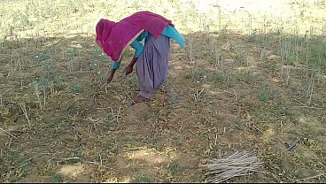 देसी लड़के ने खेत में काम करती हुई अपनी प्रेमिका का मजेदार मज़ा लिया